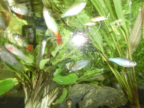 水草　ペキファーム　徳島　熱帯魚