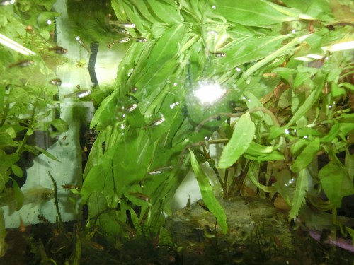 水草　ペキファーム　徳島　熱帯魚