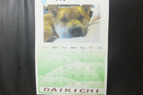 大吉　柴　ペットショップ　Peki Farm　カレンダー　ペキファーム　徳島市