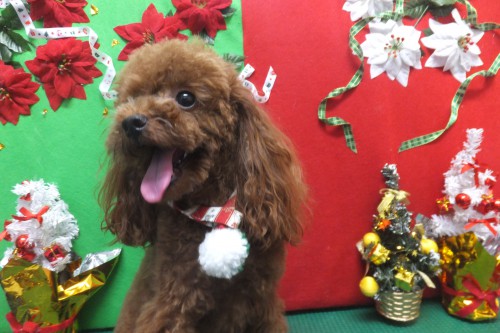 ぽんちゃん　ティーカッププードル　ペキファーム　Peki Farm　犬の美容室　徳島県　徳島市