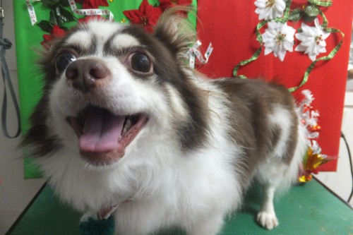 犬の美容室　徳島県　徳島市　ペキファーム　Peki Farm　チョコ　チワワ