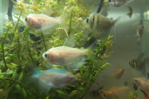 シロブラックテトラ　ペキファーム　Peki Farm　熱帯魚