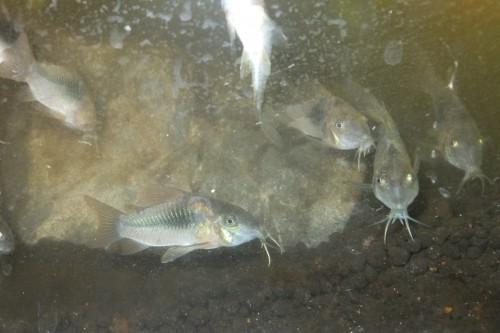 アカコリドラス　ペキファーム　Pkei Farm　熱帯魚