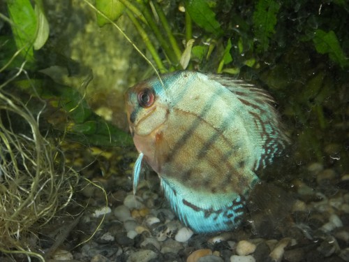 コバルトブルーディスカス　Peki Farm　ペキファーム　徳島　熱帯魚