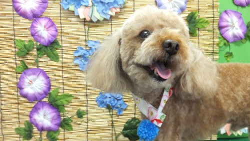 犬の美容室　徳島　Peki Farm　ペキファーム　プー　プードル