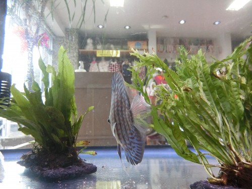 ブルーターコイズディスカス　ペキファーム　徳島　熱帯魚