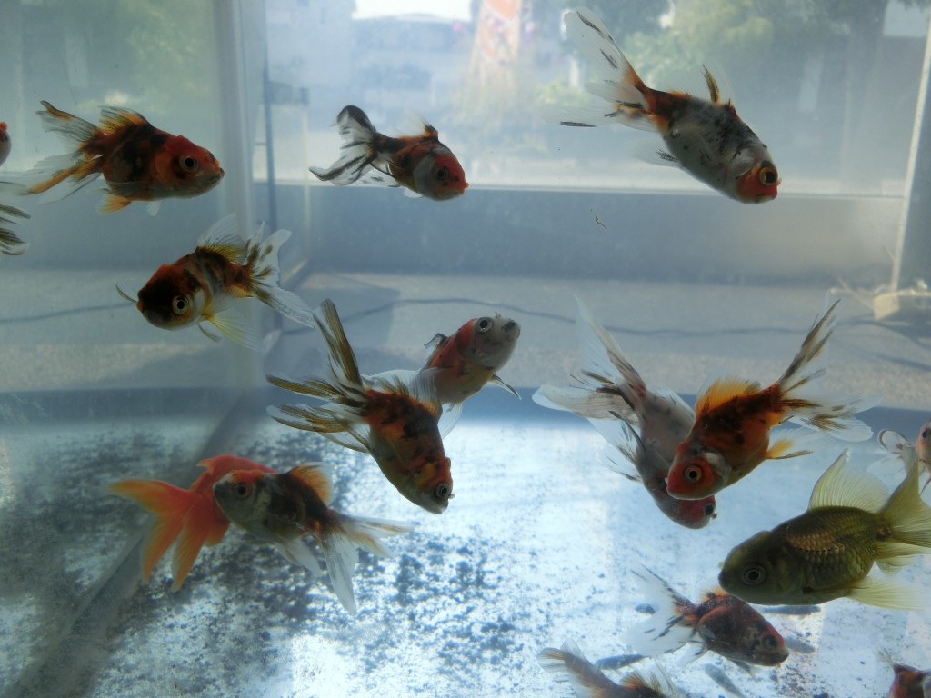 金魚　ペキファーム　徳島　ペットショップ
