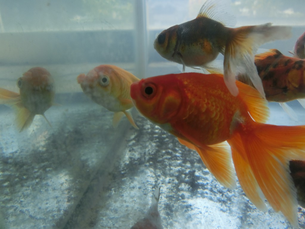 金魚　ペキファーム　徳島　ペットショップ